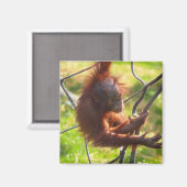 Schattige baby orang-oetan magneet (Voorkant / Achterkant)