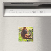Schattige baby orang-oetan magneet (Insitu (Vaatwasser))