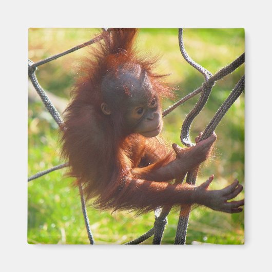 Schattige baby orang-oetan magneet (Voorkant)
