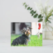 Schattige baby puppy dog in de tuin tijdens het sp briefkaart (Staand voorkant)