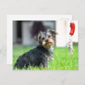 Schattige baby puppy dog in de tuin tijdens het sp briefkaart (Voorkant / Achterkant)