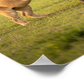 Schattige Baby savannedieren Poster (Hoek)