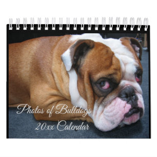 Schattige Baby & Volwassenen Engelse Bulldogs Agen Kalender