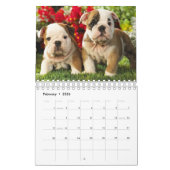 Schattige Baby & Volwassenen Engelse Bulldogs Agen Kalender (Feb 2026)