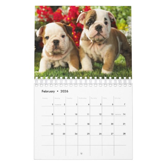 Schattige Baby & Volwassenen Engelse Bulldogs Agen Kalender (Feb 2026)