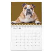 Schattige Baby & Volwassenen Engelse Bulldogs Agen Kalender (Jan 2026)