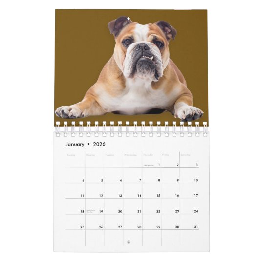 Schattige Baby & Volwassenen Engelse Bulldogs Agen Kalender (Jan 2026)