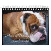 Schattige Baby & Volwassenen Engelse Bulldogs Agen Kalender (Hoes)