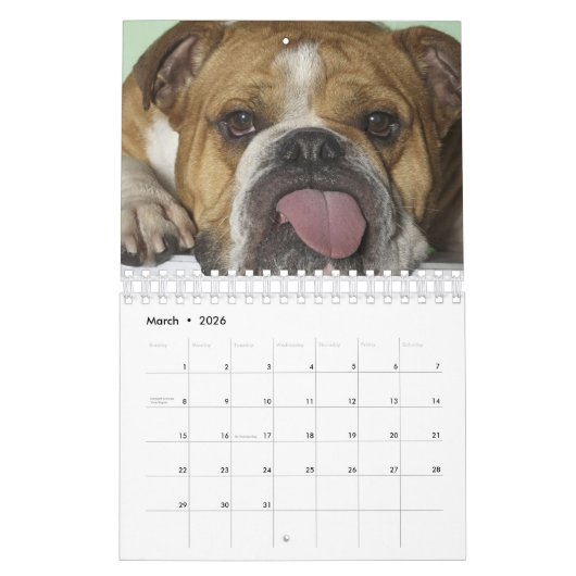 Schattige Baby & Volwassenen Engelse Bulldogs Agen Kalender (Mar 2026)
