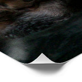 Schattige badend Zee otter glanzend fotografisch Perfect Poster (Hoek)