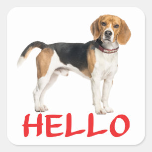 Schattige Beagle Hond Liefhebber Hallo Mis Je Vrie Vierkante Sticker