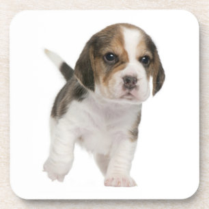 Schattige Beagle Moeder Hond Liefhebber Puppy Vade Bier Onderzetter