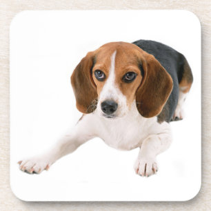 Schattige Beagle Moeder Hond Liefhebber Puppy Vade Bier Onderzetter