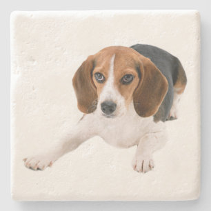 Schattige Beagle Moeder Hond Liefhebber Puppy Vade Stenen Onderzetter