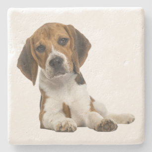 Schattige Beagle Moeder Hond Liefhebber Puppy Vade Stenen Onderzetter