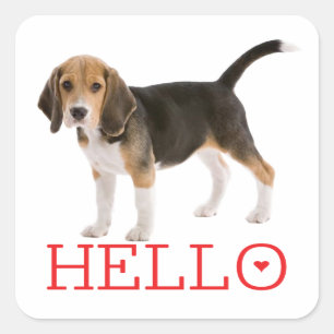 Schattige Beagle Puppy Hallo Denk Aan Jou Vriendsc Vierkante Sticker