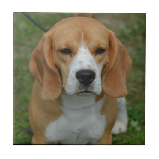 Schattige beagle tegeltje (Voorkant)