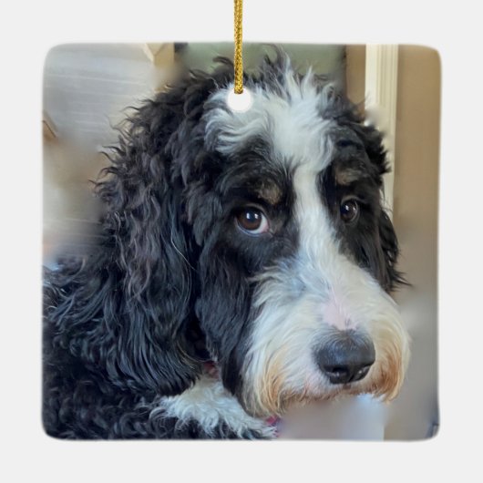 Schattige Bernedoodle Keramisch Ornament (Achterkant)