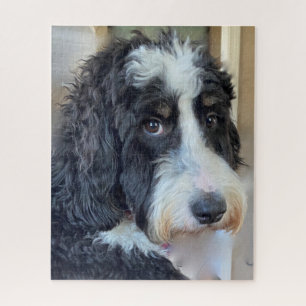 Schattige Bernedoodle Legpuzzel