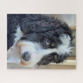 Schattige Bernedoodle Legpuzzel (Horizontaal)