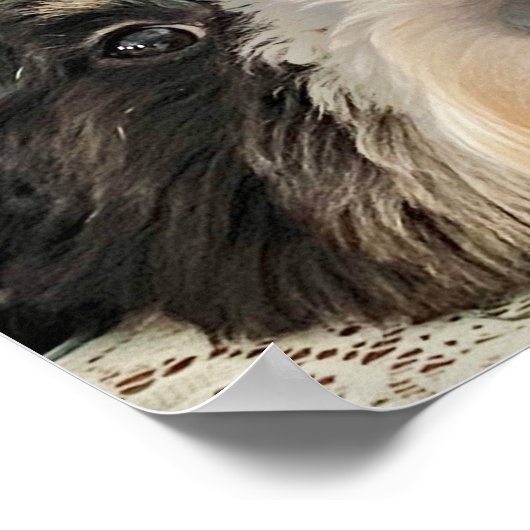 Schattige Bernedoodle Poster (Hoek)