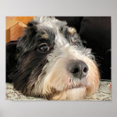 Schattige Bernedoodle Poster (Voorkant)