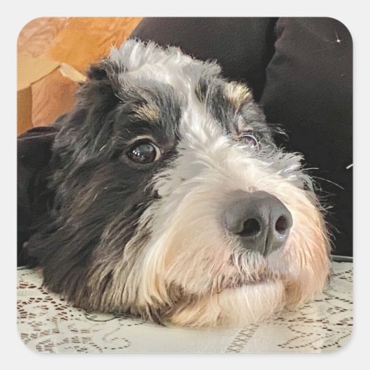 Schattige Bernedoodle Vierkante Sticker (Voorkant)