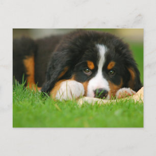 Schattige Berner Mountain Dog Puppy Briefkaart