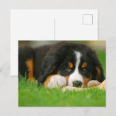 Schattige Berner Mountain Dog Puppy Briefkaart (Voorkant / Achterkant)