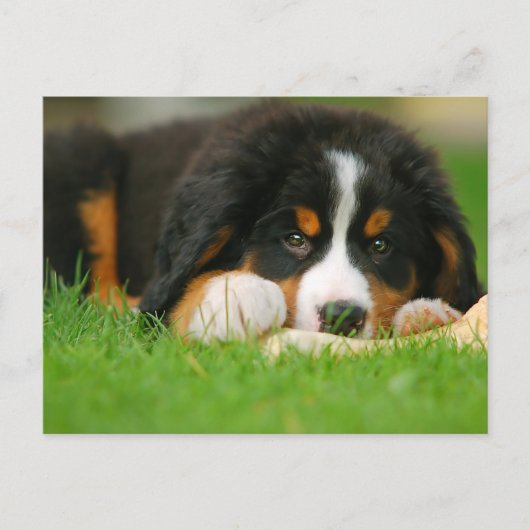 Schattige Berner Mountain Dog Puppy Briefkaart (Voorkant)