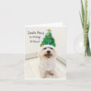 Schattige Bichon Maltese kerstkaart Santa Paws Kaart