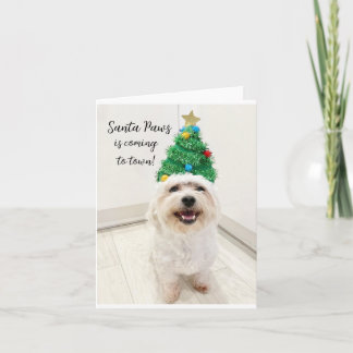 Schattige Bichon Maltese kerstkaart Santa Paws Kaart