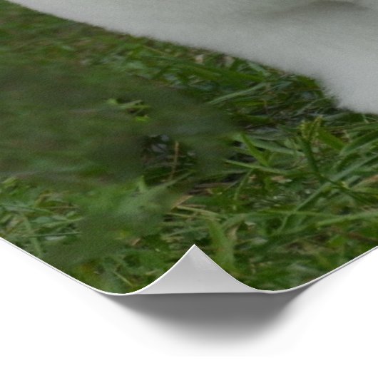 Schattige Bichon Poster (Hoek)