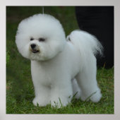 Schattige Bichon Poster (Voorkant)