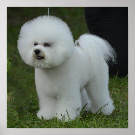 Schattige Bichon Poster (Voorkant)