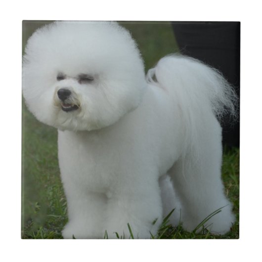 Schattige Bichon Tegeltje (Voorkant)