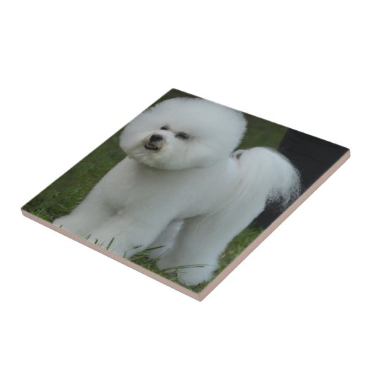 Schattige Bichon Tegeltje (Zijkant)