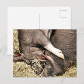 SCHATTIGE BIGGETJES BRIEFKAART (Voorkant / Achterkant)