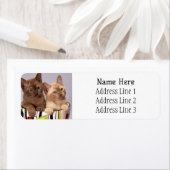 Schattige Birmese Kittens in een cup retour adres Etiket (Insitu)
