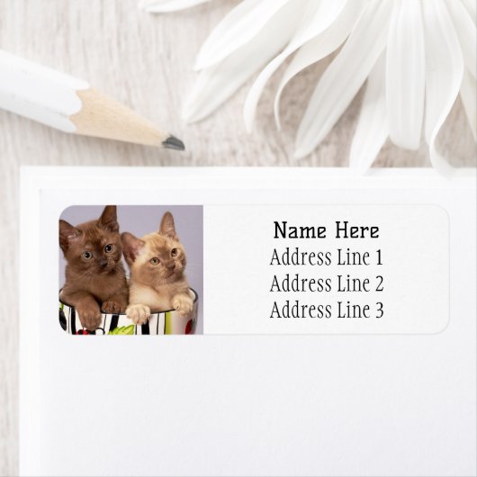 Schattige Birmese Kittens in een cup retour adres Etiket (Insitu)