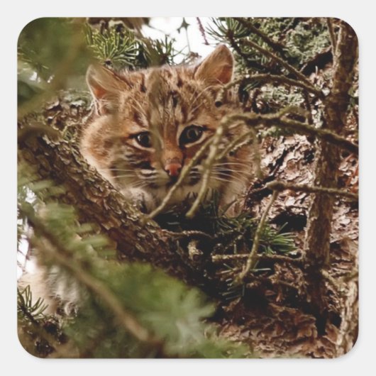 Schattige Bobcat Kitten in een Boom Vierkante Sticker (Voorkant)