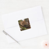 Schattige Bobcat Kitten in een Boom Vierkante Sticker (Envelop)