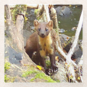 Schattige boommarter bos dierenwereld rustend op b glazen onderzetter