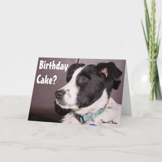 Schattige Border Collie-Heeler-mix Slaapwelpje Kaart (Voorkant)