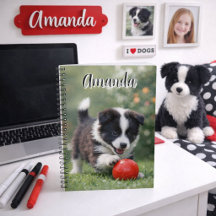 Schattige Border Collie met Rode Bal