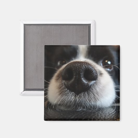 Schattige Border Collie Neus Close-up Magneet (Voorkant / Achterkant)