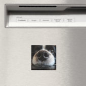 Schattige Border Collie Neus Close-up Magneet (Insitu (Vaatwasser))