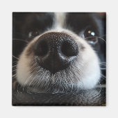 Schattige Border Collie Neus Close-up Magneet (Voorkant)