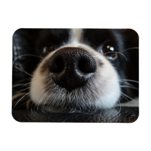 Schattige Border Collie Neus Close-up Magneet