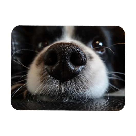Schattige Border Collie Neus Close-up Magneet (Horizontaal)